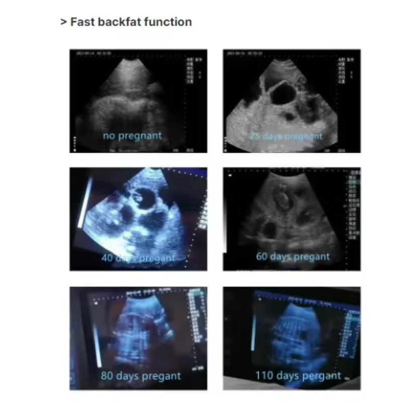 Veterinary Ultrasound Scanner Portable - Escáner de Ultrasonido Inalámbrico Portátil Veterinario