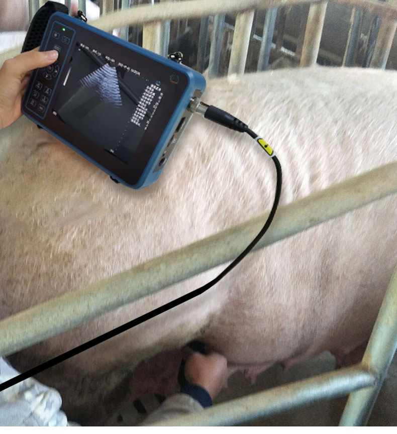 Escáner de ultrasonido veterin - Livestock Ultrasound Pregnancy reseña y precio