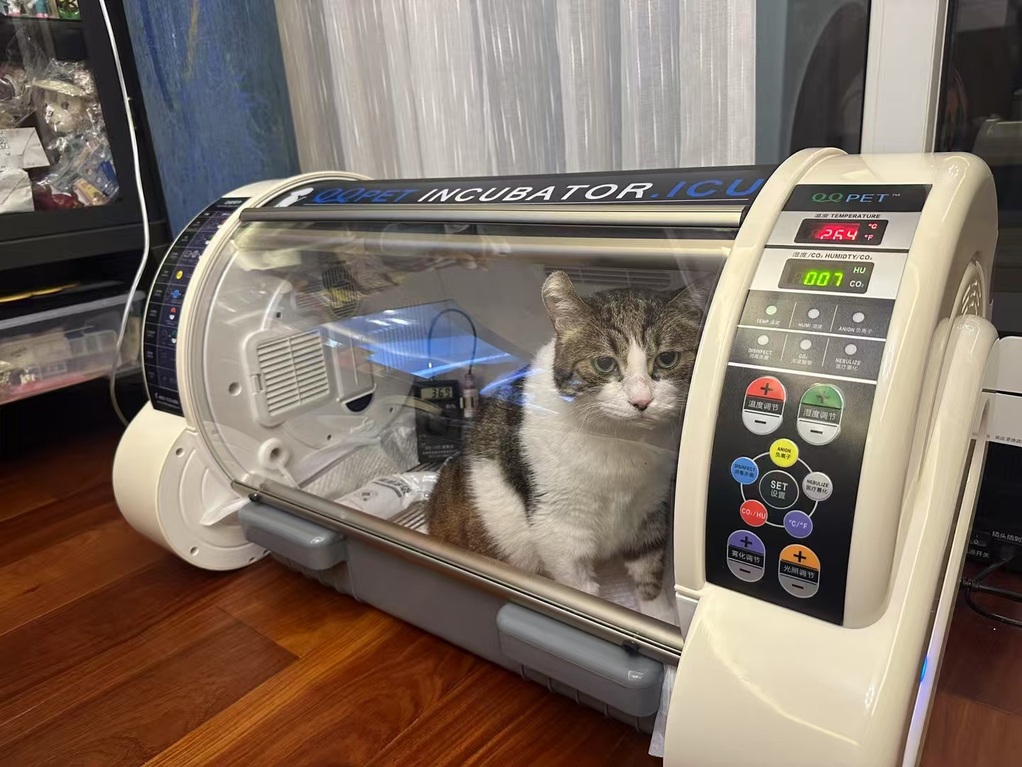 Cámara de UCI Veterinaria Port - Animal Incubator Veterinary reseña y precio